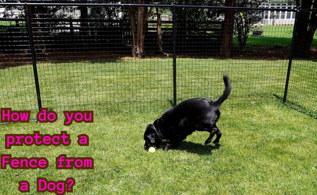 How do you protect a Fence from a Dog? – PETINFO