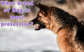 What breed of Dog is most Protective?