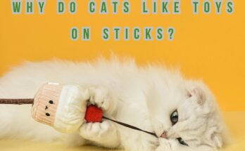 Why do Cats like toys on sticks?