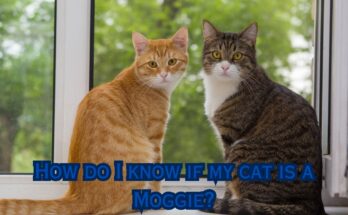 How do I know If my Cat is a Moggie?