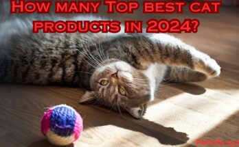 How many Top best Cat Products in 2024?