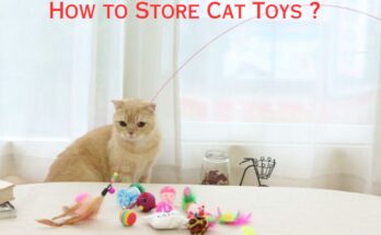 How to Store Cat Toys ?