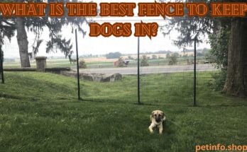 What is the best fence to keep dogs in?