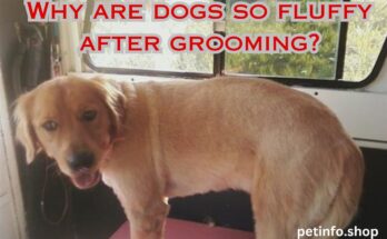 Why are Dogs so Fluffy after Grooming?